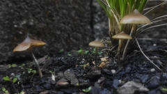 Psilocybe angulospora