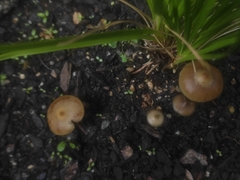 Psilocybe angulospora