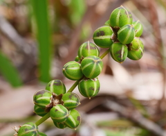 Lomandra multiflora multiflora