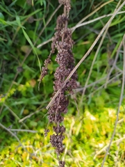 Rumex