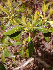 Kalmia