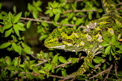 Naultinus rudis