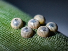 Erionota torus