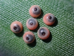 Erionota torus