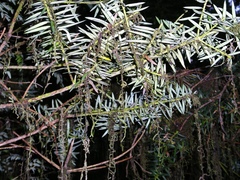 Podocarpus nubigenus