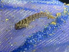 Hypsoblennius gilberti