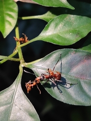 Polyrhachis bihamata