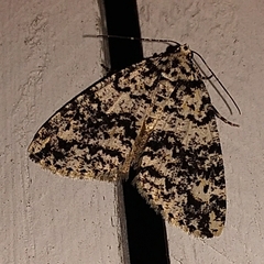 Pseudocoremia monacha