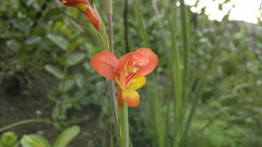 Gladiolus overbergensis
