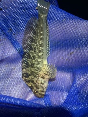 Hypsoblennius gilberti