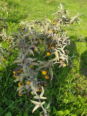 Solanum elaeagnifolium