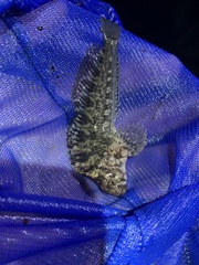 Hypsoblennius gilberti