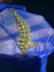 Hypsoblennius gilberti