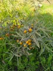 Solanum elaeagnifolium
