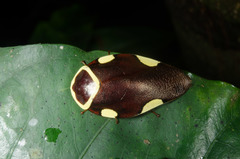 Gyna gloriosa