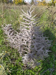 Echium italicum