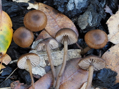 Lyophyllum anthracophilum
