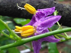 Solanum trilobatum