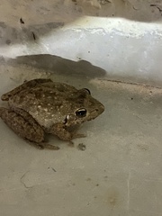 Litoria inermis
