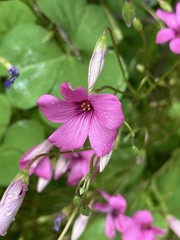 Oxalis articulata