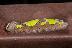 Morpho menelaus occidentalis