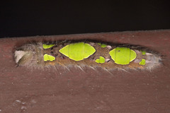 Morpho menelaus occidentalis