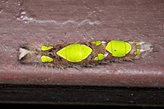 Morpho menelaus occidentalis