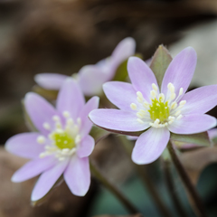 Hepatica acutiloba