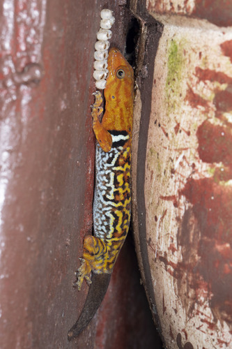 O'Shaughnessy's Gecko, Gonatodes concinnatus