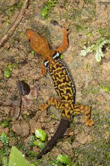 Gonatodes concinnatus