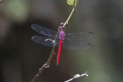 Orthemis schmidti