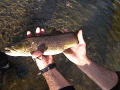 Salmo marmoratus