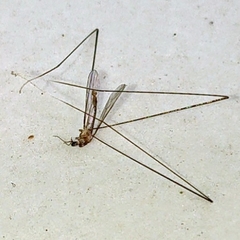 Limoniidae