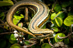 Oligosoma inconspicuum