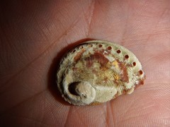 Haliotis scalaris emmae