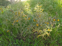 Solanum elaeagnifolium