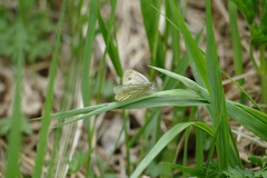 Pieris bryoniae