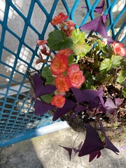 Begonia × hiemalis