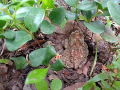 Duttaphrynus melanostictus