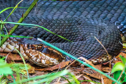 Florida Cottonmouth, Fernandina Beach, FL 32034, USA, photo 10 of 10