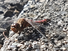 Sympetrum frequens