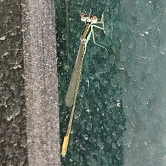 Agriocnemis femina