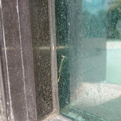 Agriocnemis femina