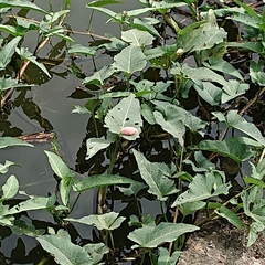 Pomacea