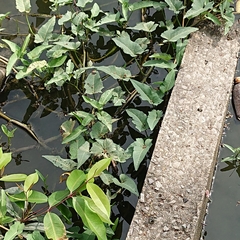 Ipomoea aquatica