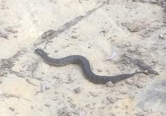 Acanthophis antarcticus