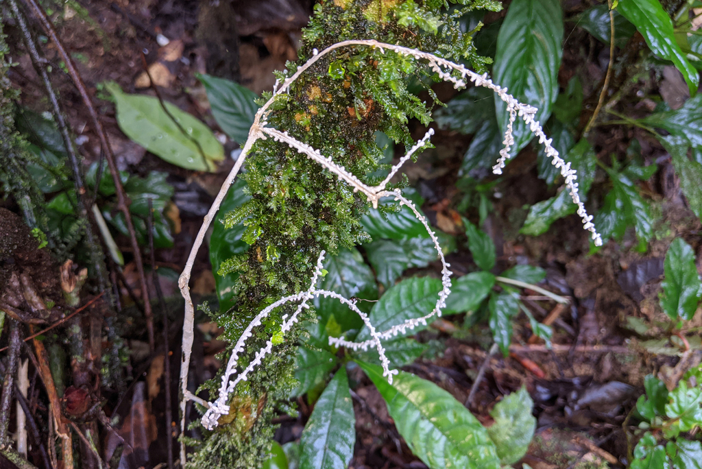 Brunneocorticium corynecarpon