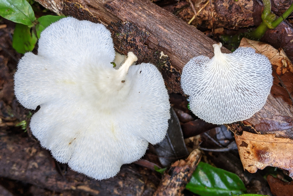 Favolus brasiliensis · July 2021 · photo: © kristofz (iNaturalist, cc-by)