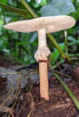 Echinoderma hemisclerum