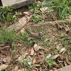 Geopelia striata